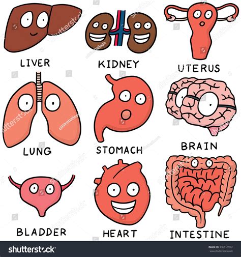 Vector Set Internal Organ Cartoon Stock Vector 336615932 Shutterstock