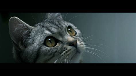 Curious Cats Drip Whiskas Tv Ad Youtube
