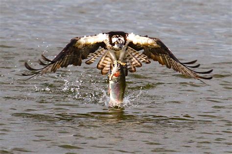 The Mighty Osprey Pulls A Huge Rainbow Trout Out Of The Santa Ana River