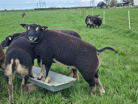 Lammeren 2021 Dassenkop Texelaar Schapen Fokkerij Meijer Weesp