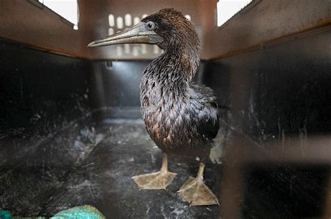 Bird Rescue Response Team Deployed To Assist In Peru Oil Spill International Bird Rescue