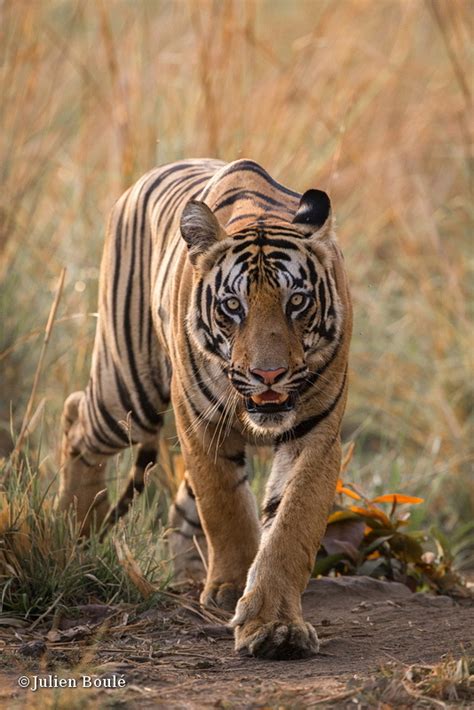 Young Tiger Male Of Tadoba Buffer Zone 1