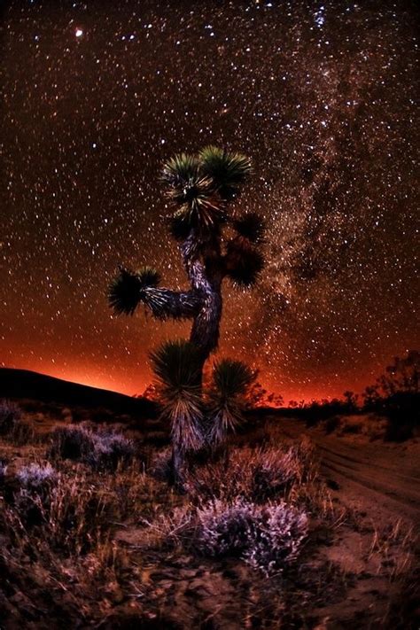 Night Sky Joshua Tree At National Park California United States