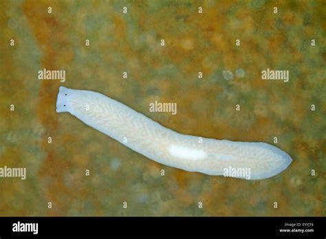 Marine Flatworms Swimming