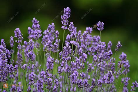 Bestellen Lavendel Lavandula Angustifolia Bild Bildagentur