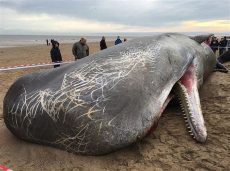 Three Sperm Whales Wash Up On England Beach Plants And Animals