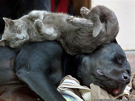 Free download hd or 4k use all videos for free for your projects. 20 cute cats with dogs | Kitty Bloger