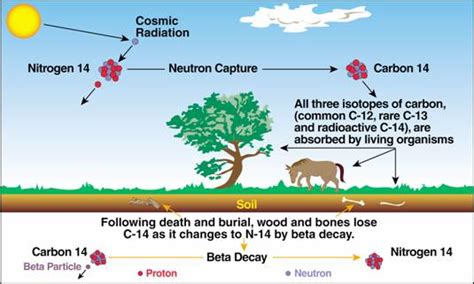 Carbon 14 has half life of 5 700 years which is useful in dating fossils. Minimum age for radiocarbon dating | Radiocarbon Date ...