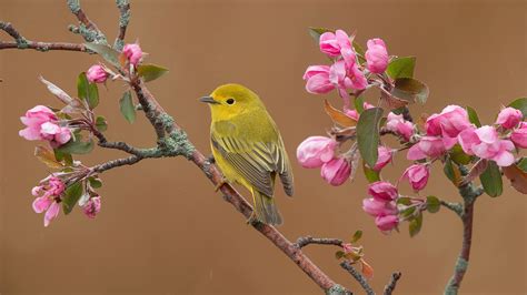 Cute Willow Warbler Is Standing Blossom Tree Branch Hd