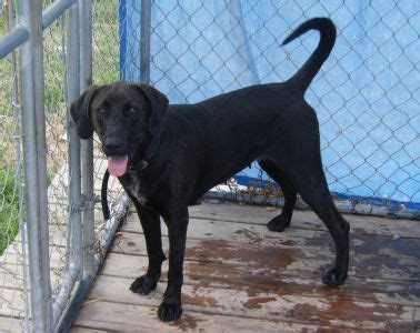Medium in size, energetic, and loyal, these pups inherited. Black Lab Hound Dog Mix