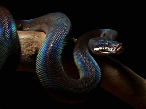 White Lipped Python Animals Pinterest Beautiful Colors And Python