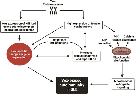 Sex Bias In Systemic Lupus Erythematosus A Molecular Insigh