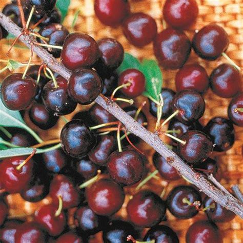 Hansens Bush Cherry Gurneys Seed And Nursery Co Cherry Fruit Tree Fruit Shrub Fruit Trees