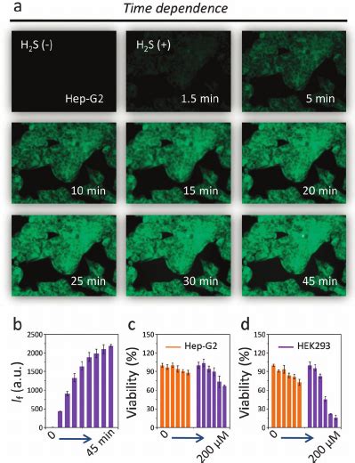 Cell Imaging A And Fluorescence Quantification B Of Dt Gal For