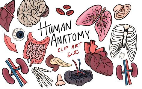 Human Anatomy Clip Art Hand Drawn Clip Art Commercial Use Etsy In