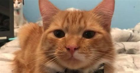 21 Reasons Why Orange Tabby Cats Are The Best Tabby Cats Small Joys