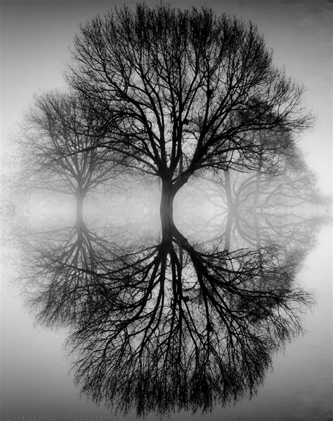 Free Photo Tree Reflection Brook Digitalart Gimp Free Download