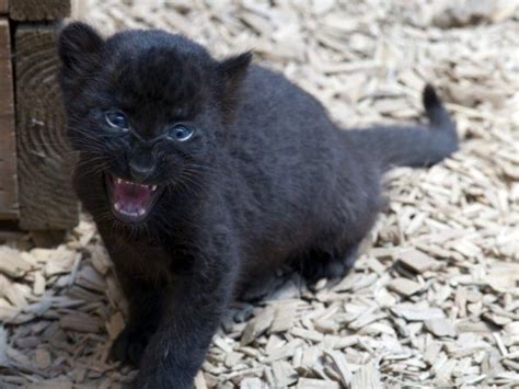 Baby Black Panther Panther Cub Baby Panther White Panther Black