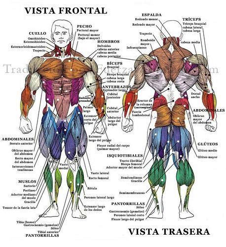 Anatomia Basica Mini Dragon Ball Art Muscle Diagram Muscle Anatomy
