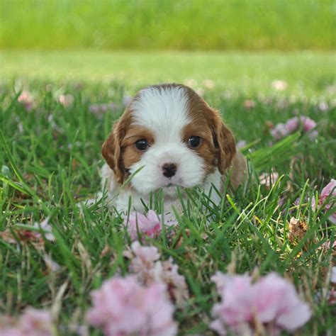 Cavaliers By Crumley