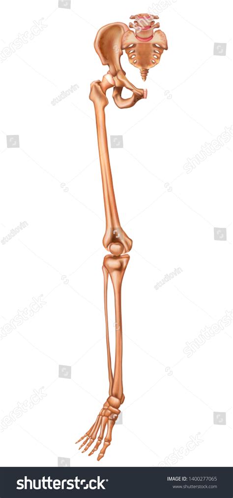Bones Lower Limb Anterior View Human Stock Vector Royalty Free