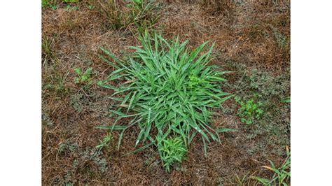 How To Prevent Crabgrass The Andersons Home And Garden