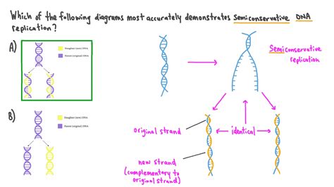 Question Video Understanding The Products Of Semiconservative Dna