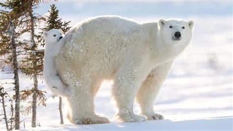 Polar Bear Cubs Play In Wapusk National Park Manitoba Cbc News