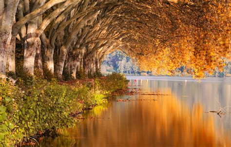 Wallpaper Forest Trees Autumn Lake Landscapes Bushes Shore