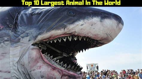 Top 10 Largest Animal In The World Largest Animal In The World Top