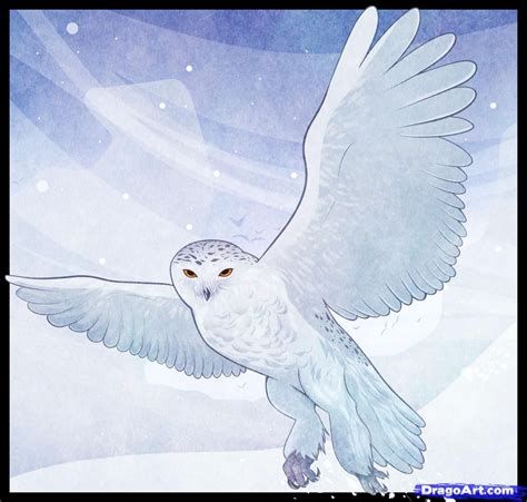 How To Draw A Snowy Owl Cute Owl Drawing Drawings Owl