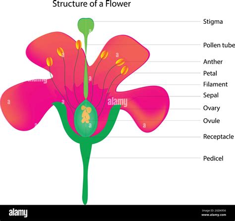 Biological Anatomy Of A Flower Structure Of A Flower Parts Of A