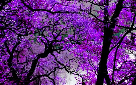 15 Image De Purple