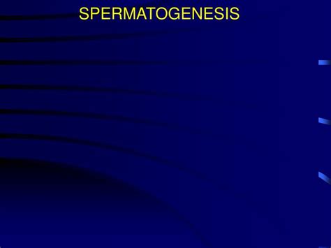 Ppt Spermatogenesis Powerpoint Presentation Free Download Id