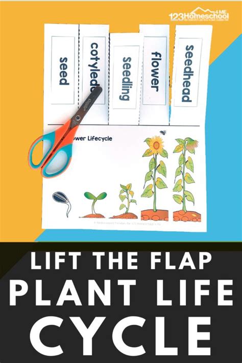 Free Printable The Life Cycle Of A Plant Lift The Flap Book In