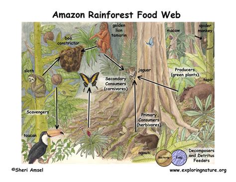 Forest ecosystem food chain examples. Food Chain - The Rainforest: A World Biome