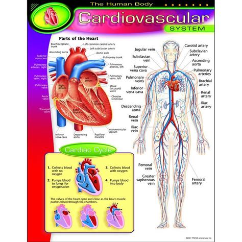 Chart Cardiovascular System Major Body Systems Medical Billing