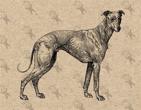 Vintage Image Dog Greyhound Racing Instant Download Digital Etsy