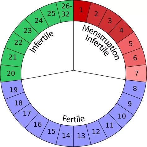 How To Calculate Menstrual Cycle To Avoid Pregnancy Legitng