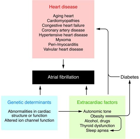 Causes Of Atrial Fibrillation Heart Disease Aging Grepmed