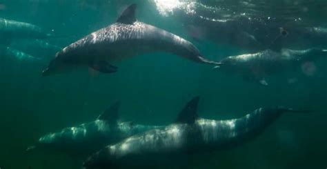 Kangaroo Island 2 Hour Dolphin Seal And Snorkeling Tour Getyourguide