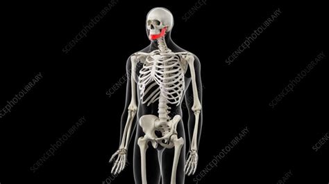 Human Skeleton And Jaw Stock Video Clip K0082565 Science Photo