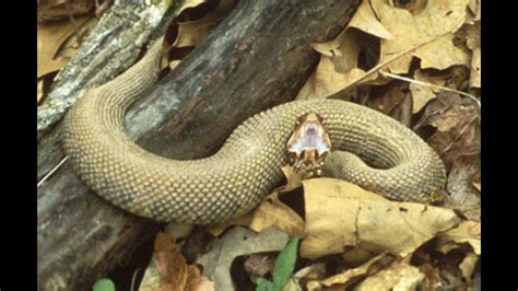 Watch Out For Baby Copperhead Snakes