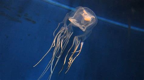 Man Survives Box Jellyfish Sting After Rescue By Navy Ship Hmas Pirie