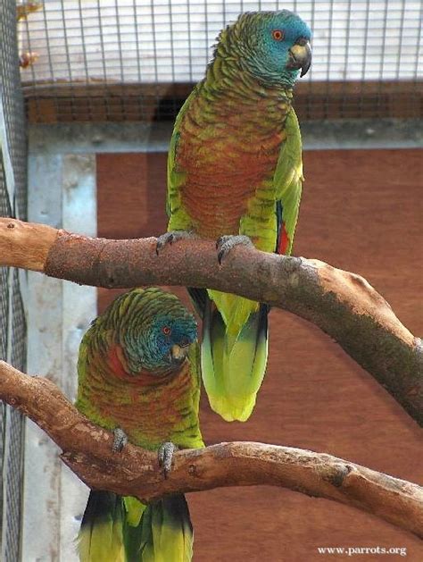 St Lucia Amazon World Parrot Trust World Parrot Trust