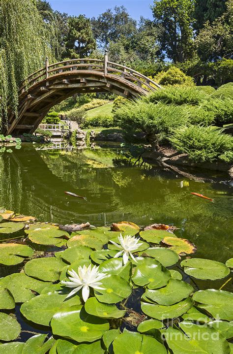 Lotus Garden Japanese Garden At The Huntington Library Photograph By