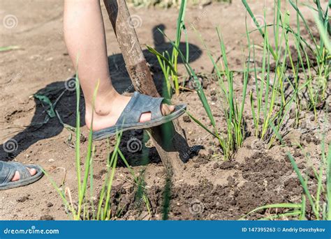 A Boy Is Digging The Ground With A Shovel For Processing Agricultural