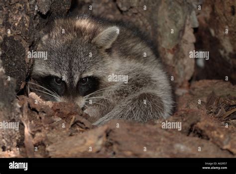 Common Raccoon Procyon Lotor In A Tree Stump Mammal Animals In Stump