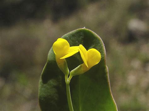 Coronilla Scorpioides Yellow False Crown Vetch Go Botany