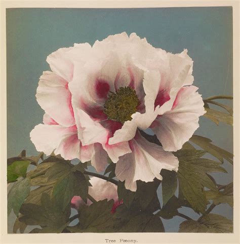 beautiful hand colored photographs of flowers from 19th century japan